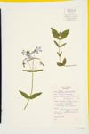 Blue Phlox; Wild Blue Phlox specimen